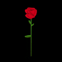 Sad Love Rose GIF - Find & Share on GIPHY