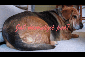 Gruby Pies Nadwaga Psa GIF