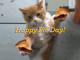 Cherry Pie Cat GIF by Nebraska Humane Society
