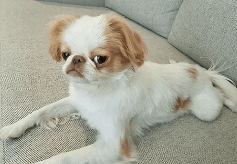 Disappointed Japanese Chin GIF