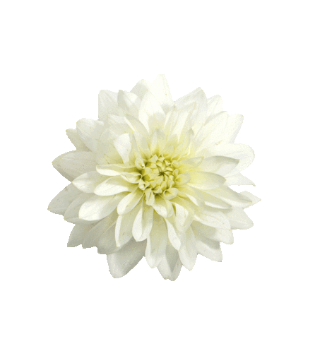 Source: Studio Ultradeluxe