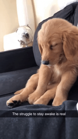 Video gif. A golden retriever puppy sits lazily on a sofa. His eyes are closed and he pants like he’s smiling. He’s slowly falling asleep as his head and body droop down as he tries to keep his head up. Text, “the struggle to stay awake is real.”