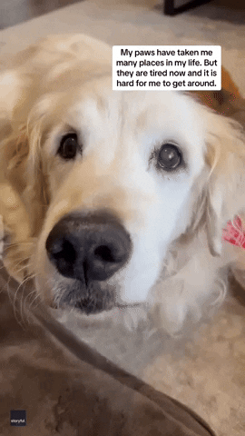 Old Dogs Dog GIF by Storyful