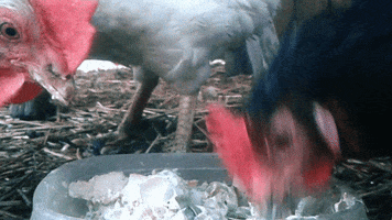 Farm Life Love GIF by xponentialdesign
