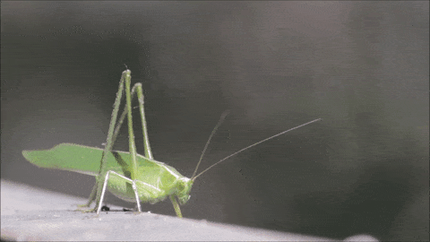 Grasshoppers GIFs - Find & Share on GIPHY