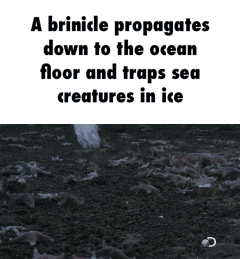 sea creatures