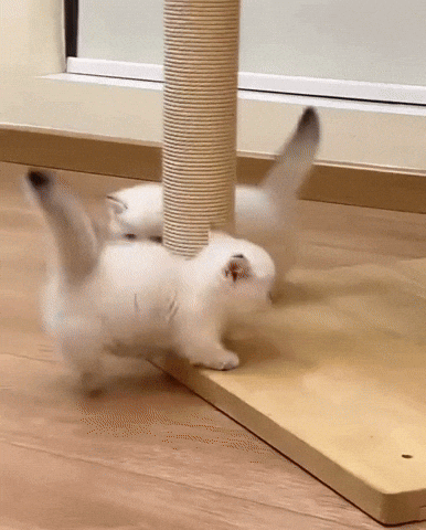 Cat Running GIF