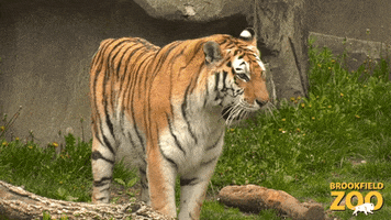 Cute Animals GIF by Brookfield Zoo