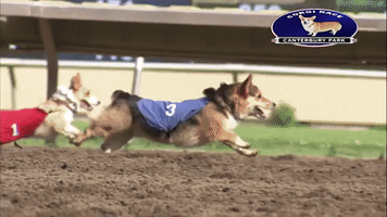 TheStaticAge winner corgi races corgi race GIF