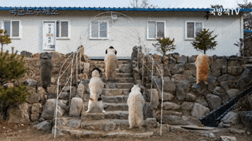 국군 도수체조 GIF