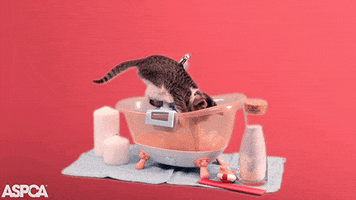 Cold Weather Cat GIF by ASPCA