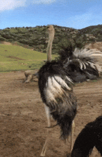 Funny-animals GIFs - Get the best GIF on GIPHY