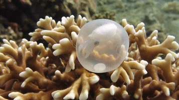 baby cuttlefish GIF