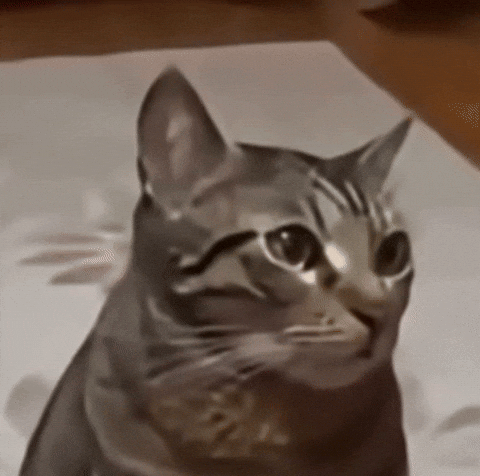 Cat Meme GIF