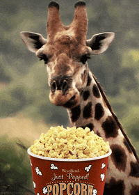 Giraffe-eating-popcorn GIFs - Get the best GIF on GIPHY