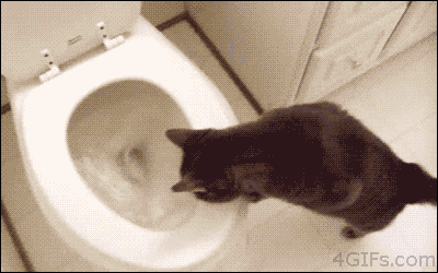 Image result for toilet flushing gif