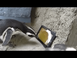 aquarium of the pacific penguin GIF