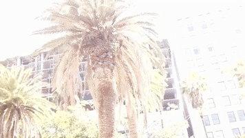 irlcam GIF by Johanna Kenney