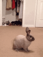 adorable