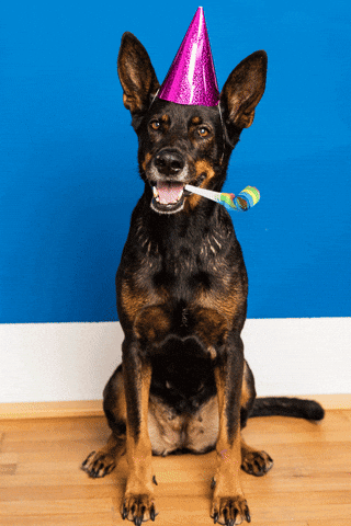 party animal dog GIF by sparwelt.de