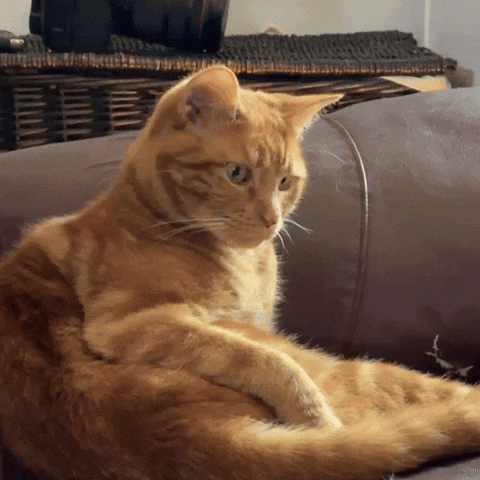 Cat Surprise GIF