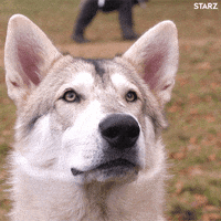 bark starz malamute alaskan