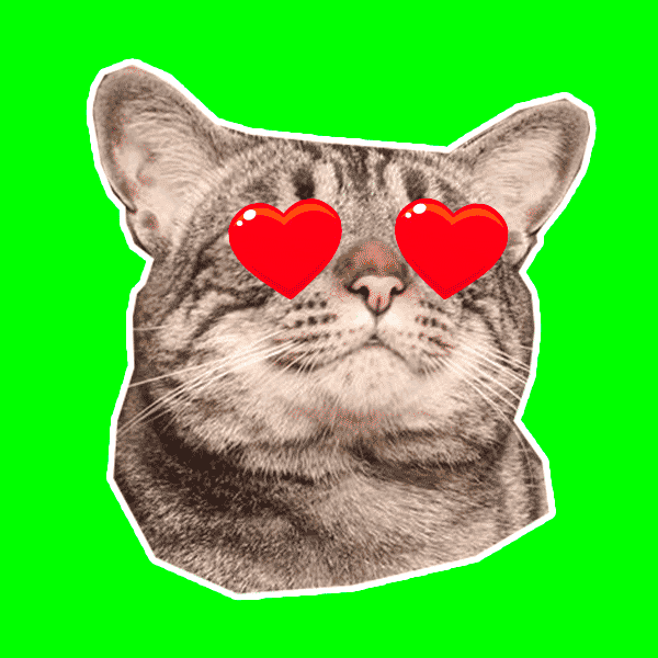 cat love GIF