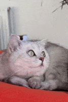 Surprised Cat GIF
