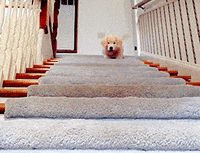 Cute-little-dog GIFs - Get the best GIF on GIPHY
