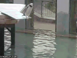 Image result for clumsy penguin gif