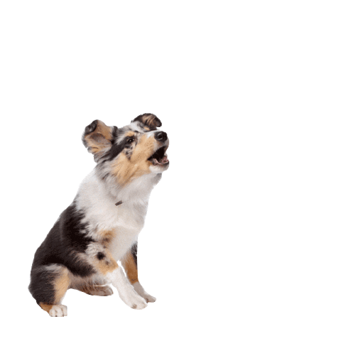 Dog Love Sticker by StrategySoda