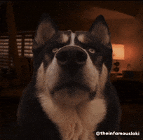 Tonights The Night Dexter GIF by Loki