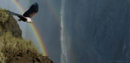 Fish Eagle GIF by Head Like an Orange