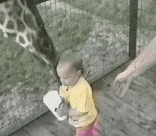giraffe
