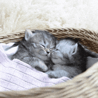 Sleepy Kitten Gif
