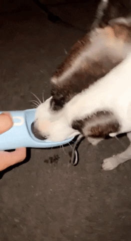 Dog Water Bottle GIF