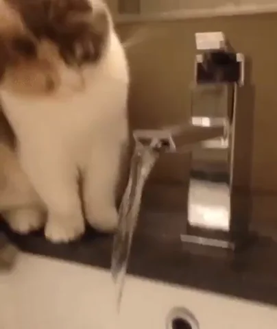 cat drinking GIF