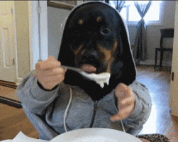 dog eating rottweiler GIF by Rover.com