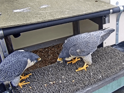 Peregrine Falcon Gifs Get The Best Gif On Giphy