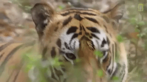 Tongue Tiger GIF by Nat Geo Wild - Find & Share on GIPHY