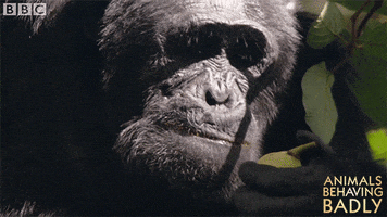 chimp eating GIF by BBC