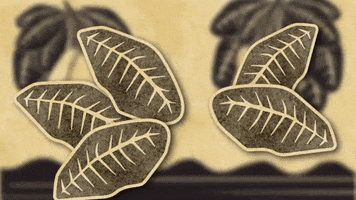 Nordeste Caju GIF by Cajuína São Geraldo