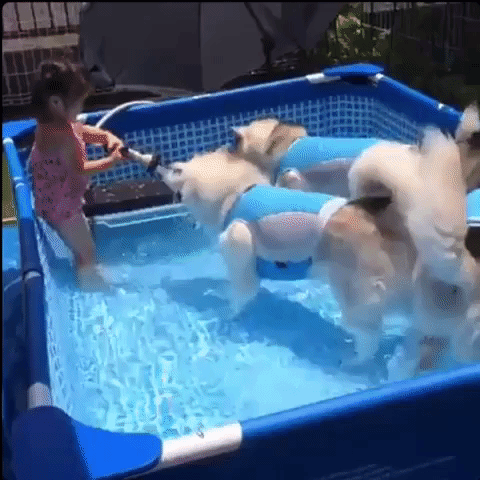 dogs kid GIF by The Videobook