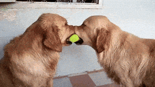 Giphy - can't we all just get along stalemate GIF