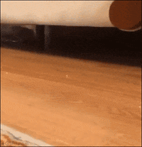 Gif Image