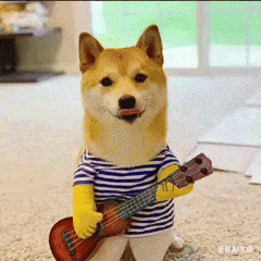 Coco Shiba GIF