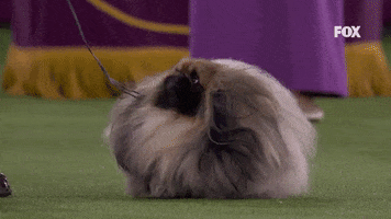Hair Furball GIF by Westminster Kennel Club