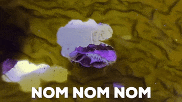 Noms Eating GIF by UC Davis Coastal and Marine Sciences Institute