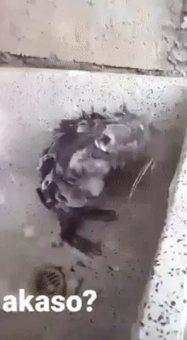 shower master GIF