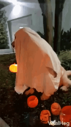 Video gif. A golden retriever wears a bedsheet ghost costume with a whole cut out large enough for his snout. He sits next to little jack o’ lantern shaped halloween baskets and holds a stick in his mouth that has flashing pumpkin hanging from the end. The dog turns to look at us and starts to drop the stick out of his mouth.